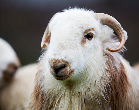 Welsh Mountain Sheep Society