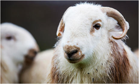 Welsh Mountain Sheep Society